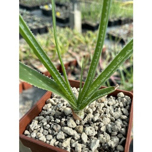 aloe boylei guia completa