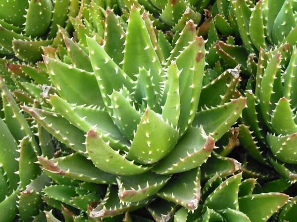 aloe brevifolia guia de cuidados