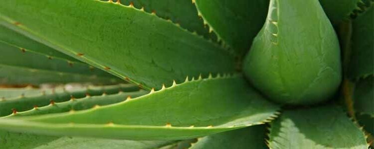 aloe dewetii guia de cuidados