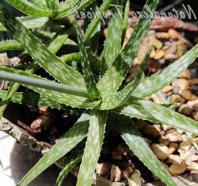 aloe dyeri cuidados y propagacion