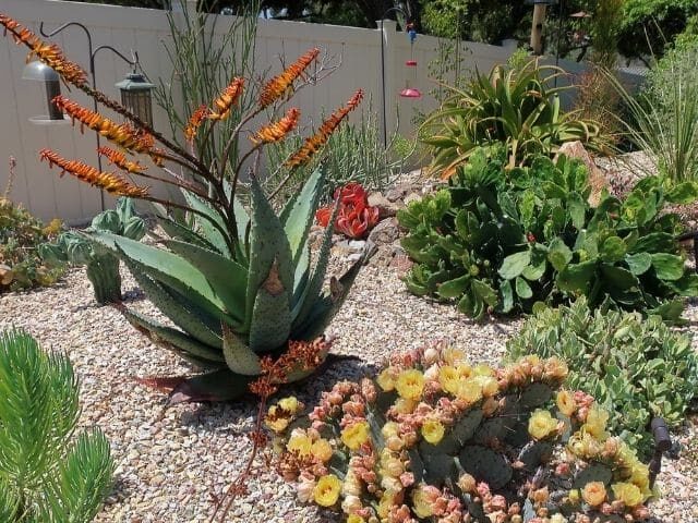 aloe ecklonis guia completa