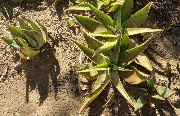 aloe gandidentata guia completa