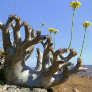 aloe gariepensis guia completa