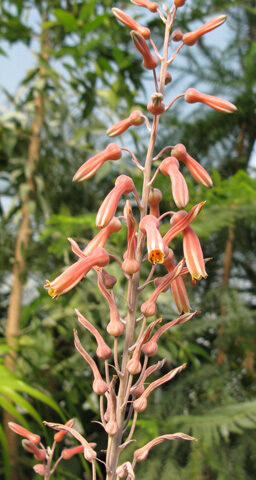 aloe greenii guia completa