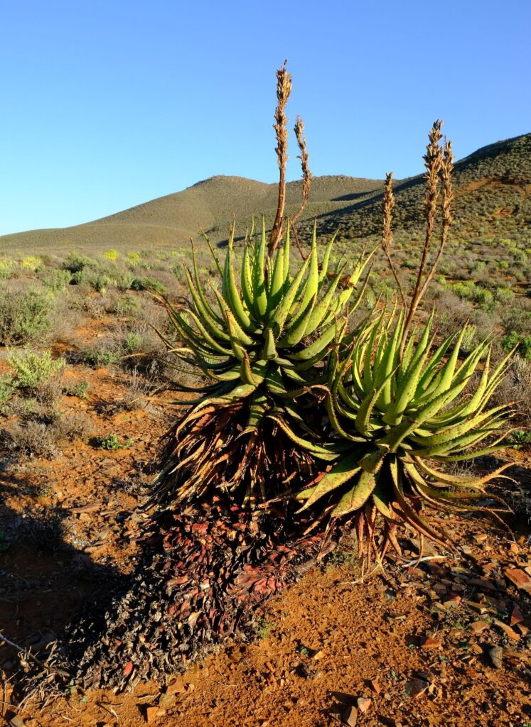 aloe khamiesensis guia completa