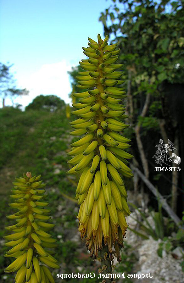 aloe kniphofioides cuidados y cultivo