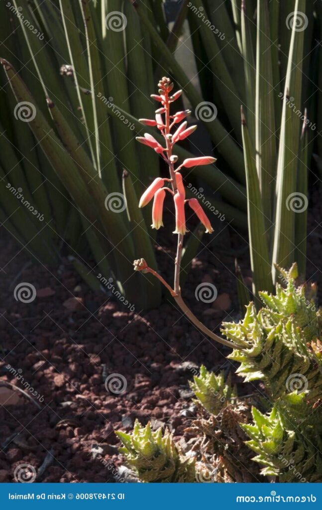 aloe linearifolia guia completa