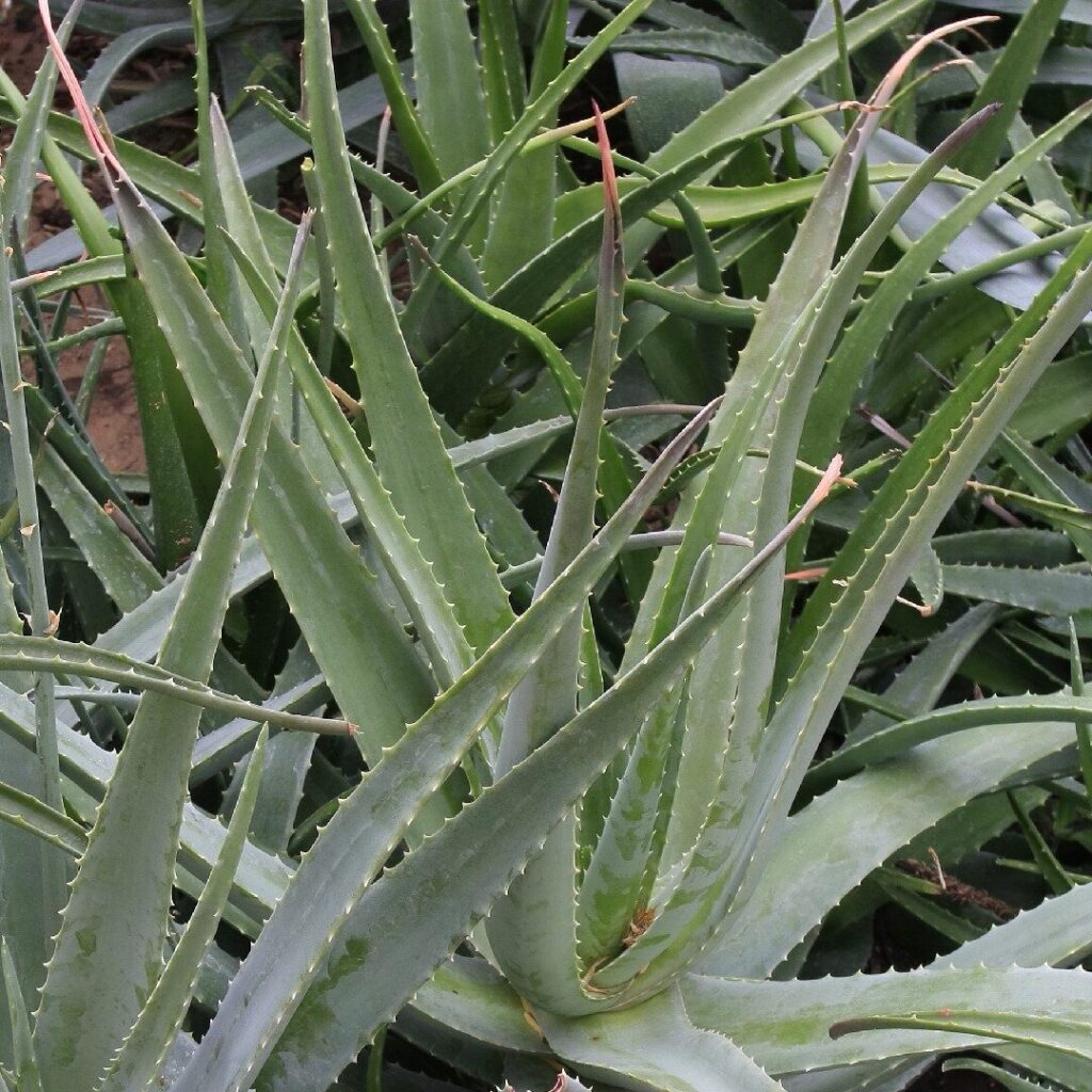 aloe longistyla guia completa