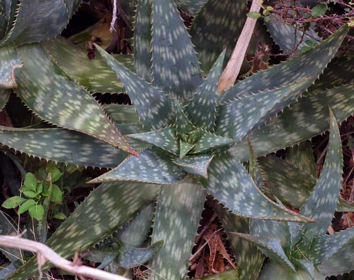 aloe maculata guia completa