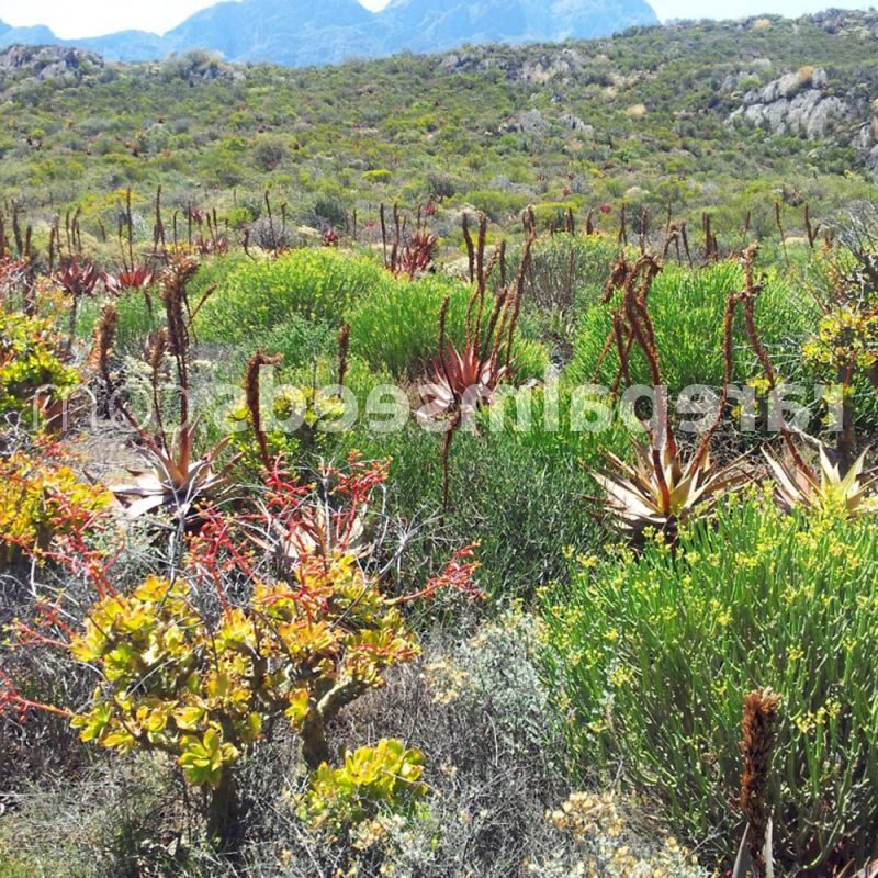 aloe microstigma guia completa