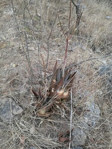 aloe parvibracteata guia completa