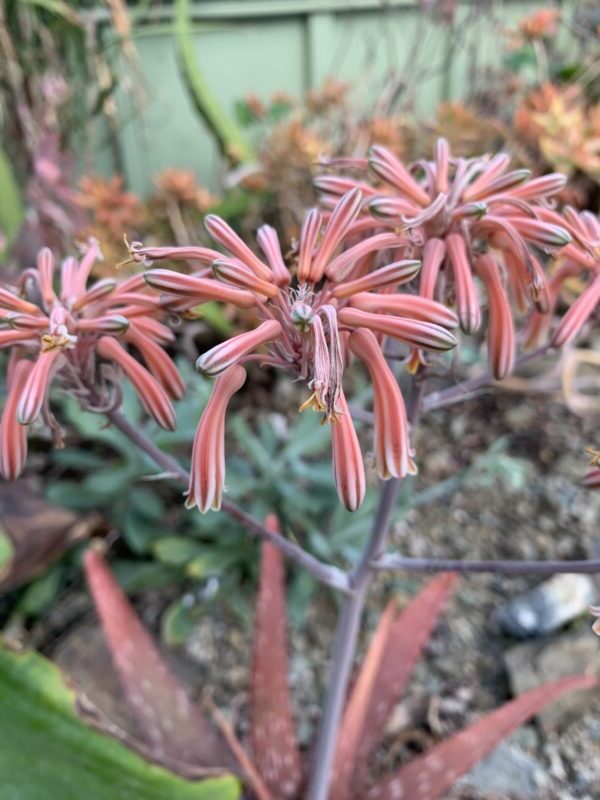 aloe petrophila guia completa