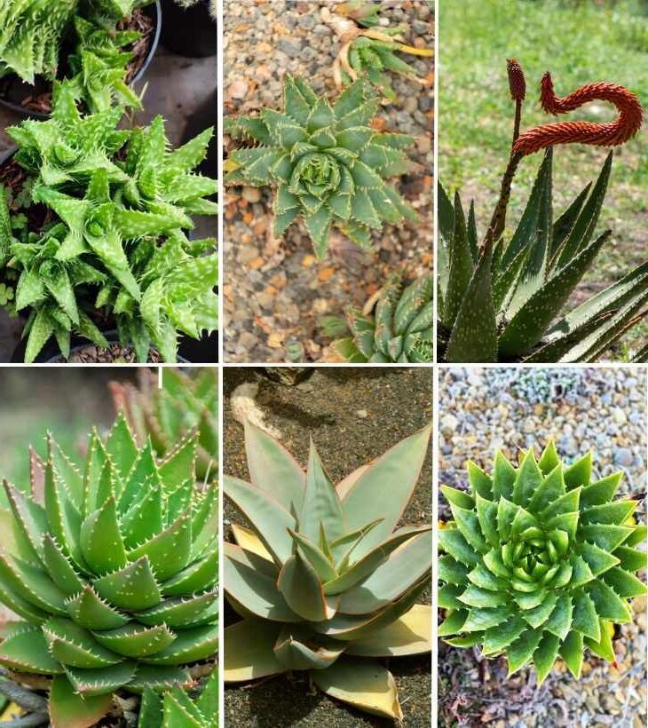 aloe striata guia completa