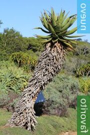 aloe teitzii guia completa