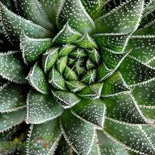 aloe umfoloziensis guia completa