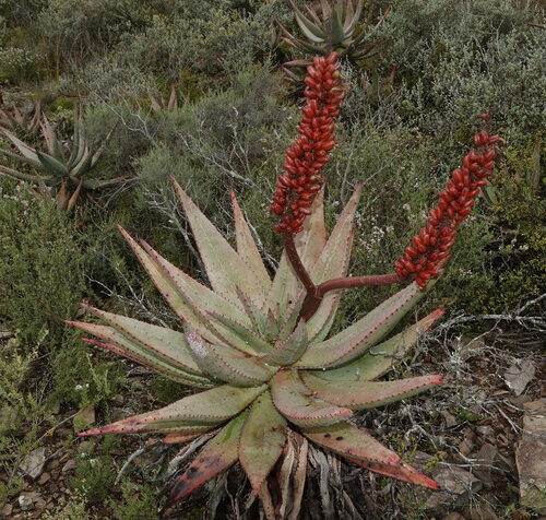 aloe verdoorniae guia completa