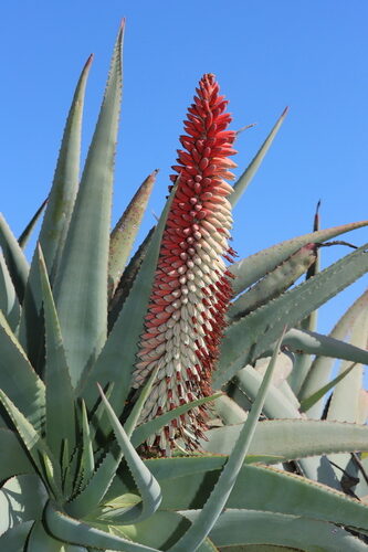 aloe vogtsii guia completa