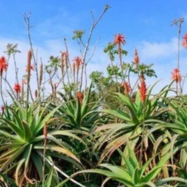 aloes punteados guia completa