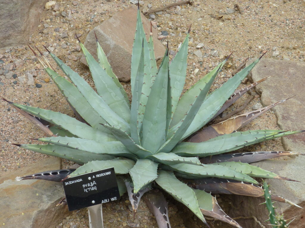 guia agave simplex