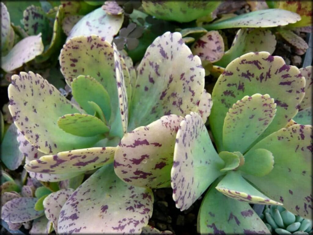 guia completa kalanchoe cirrosa