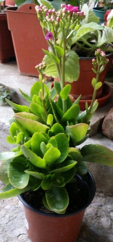 guia completa sobre kalanchoe celsii