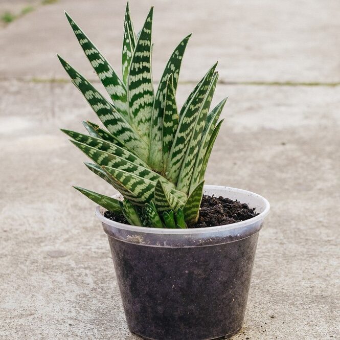 guia de cuidados para aloe zebrina