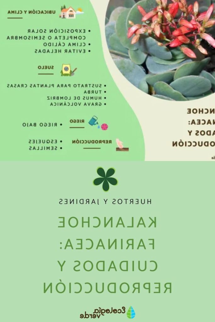 guia de cuidados para kalanchoe capillaris