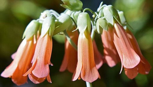 guia de kalanchoe cancellata