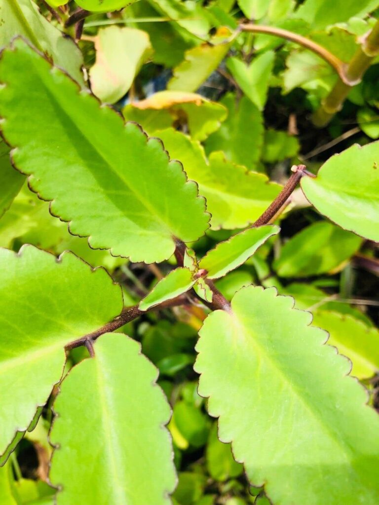 guia de kalanchoe clivosa