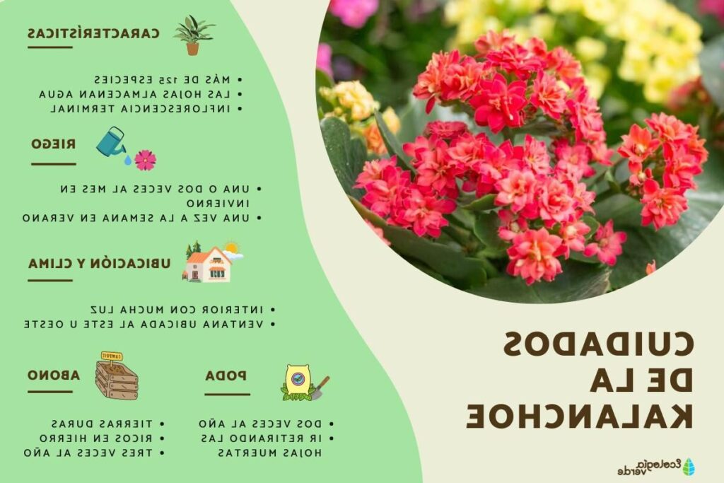 kalanchoe brevistipulata cuidados y consejos