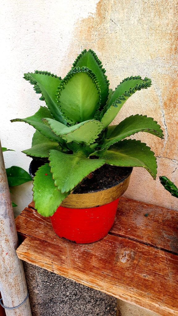 kalanchoe broomii guia completa