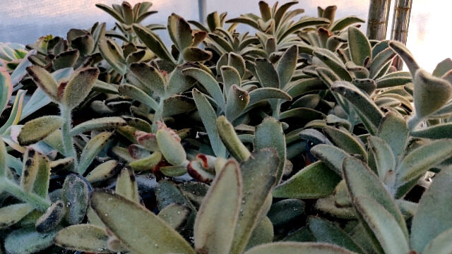 kalanchoe brunoniana guia completa