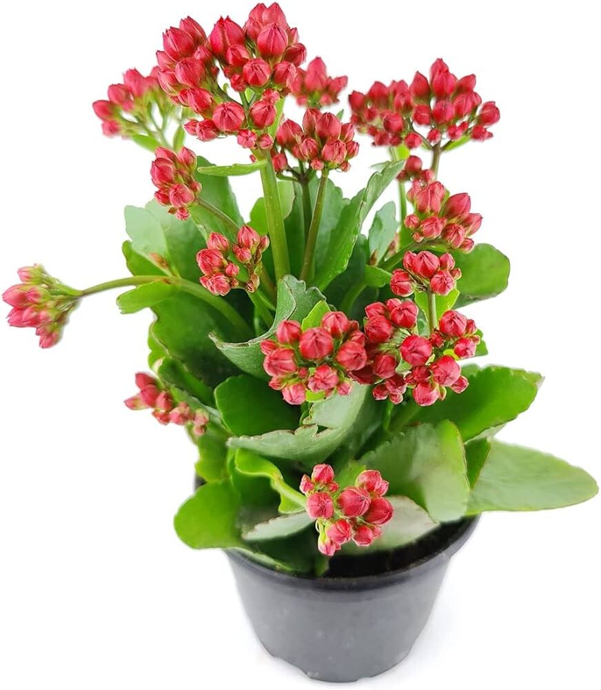 kalanchoe bulbosa guia completa