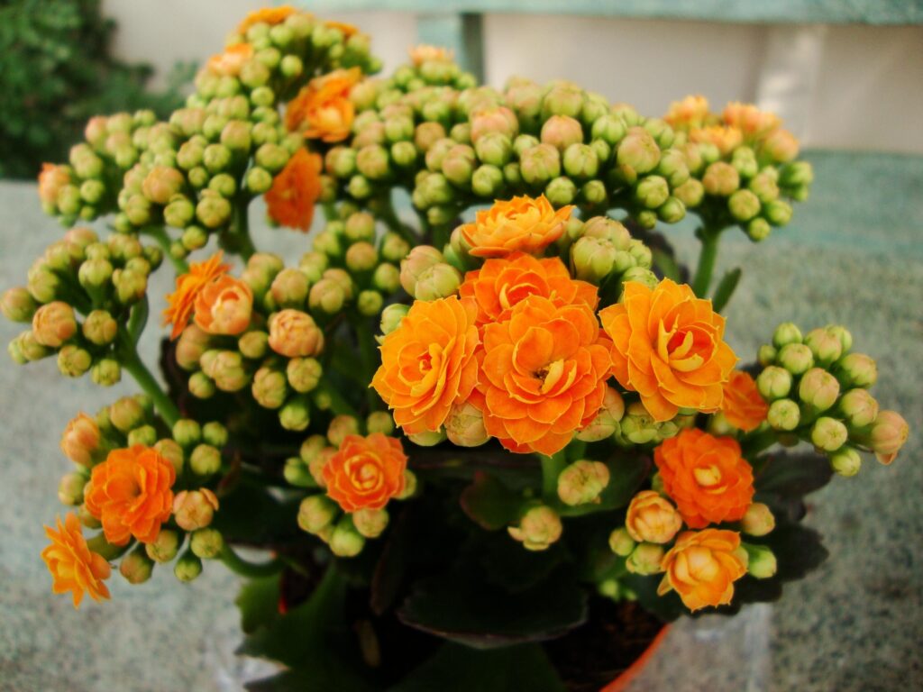 kalanchoe bussei guia completa