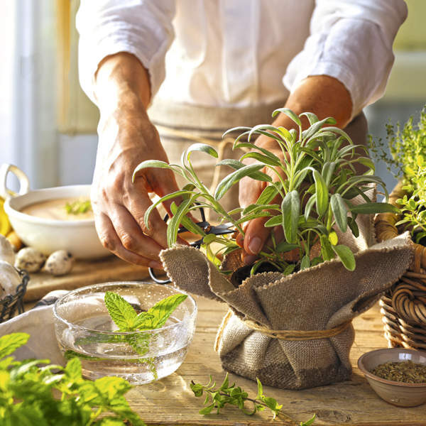 kalanchoe caespitosa cuidados y consejos