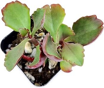 kalanchoe calidicola guia completa