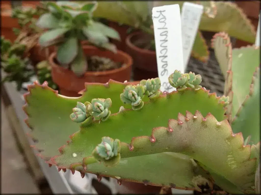 kalanchoe canaliculata guia completa