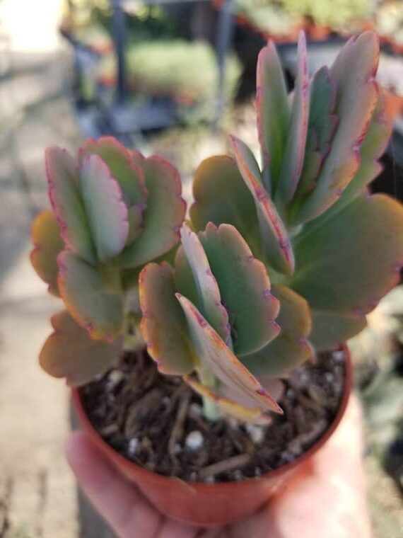 kalanchoe carniolica guia completa