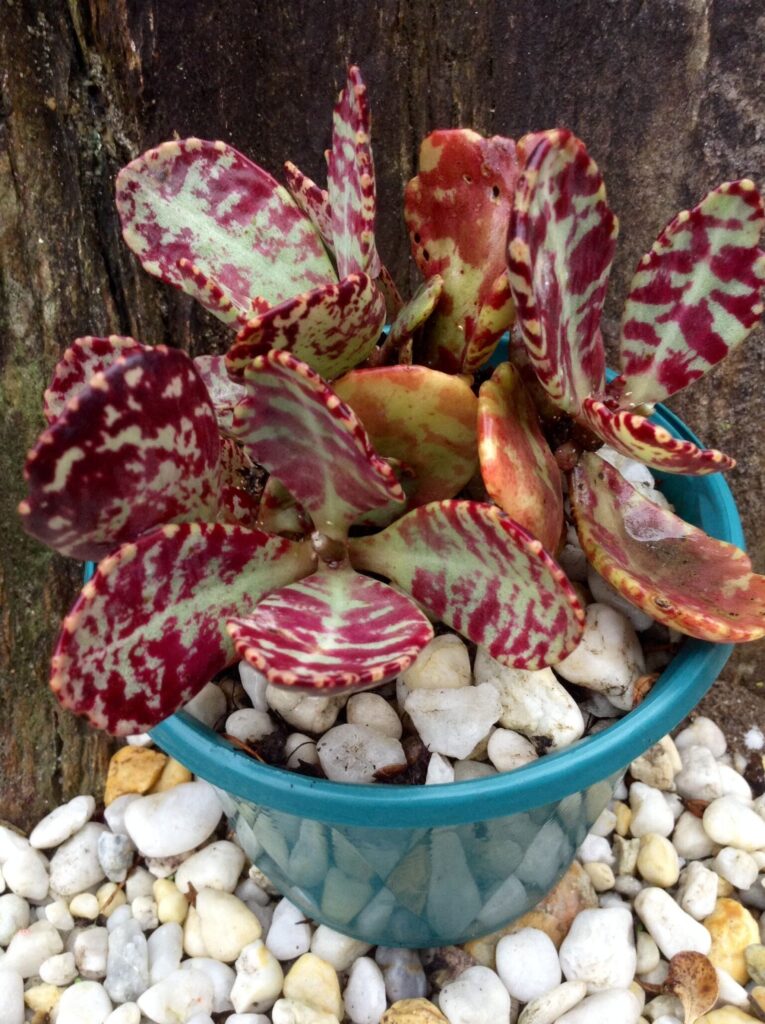 kalanchoe carpenteri guia completa