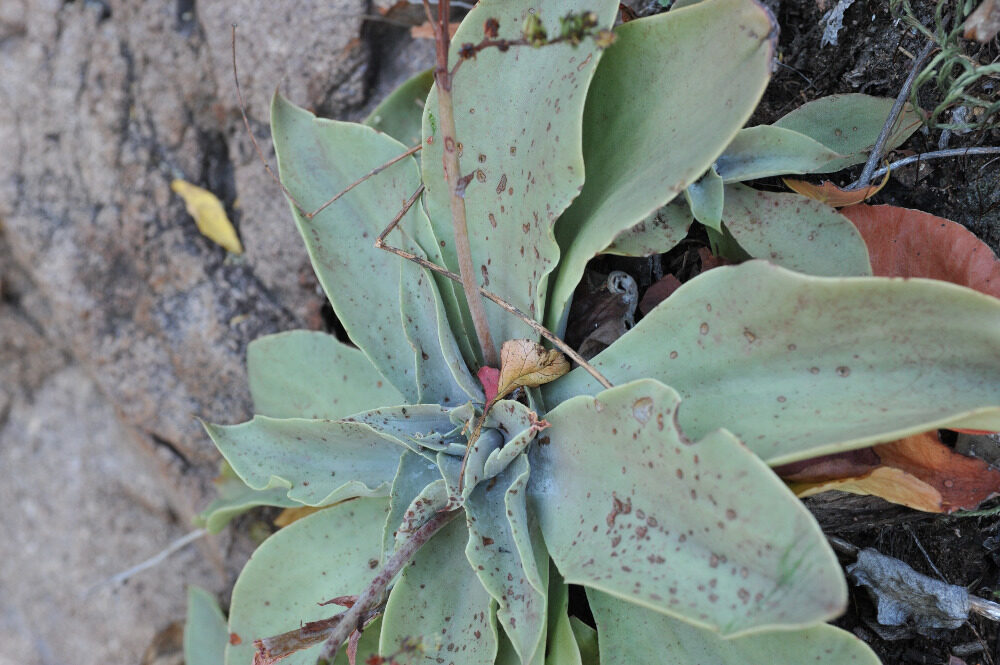 kalanchoe carrilloi guia completa