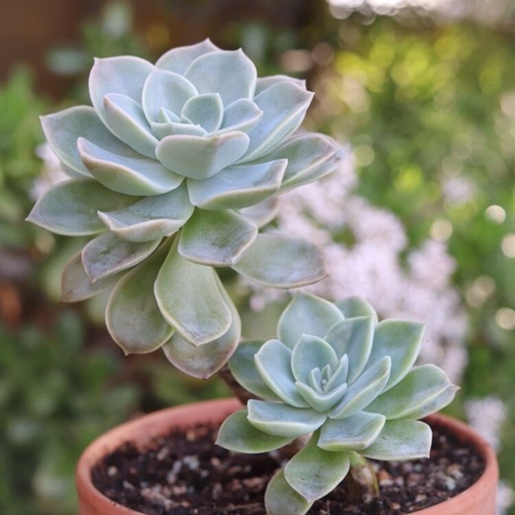 kalanchoe castillae guia completa