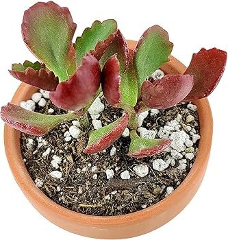 kalanchoe cernua guia completa