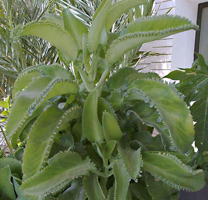 kalanchoe chahensis guia completa