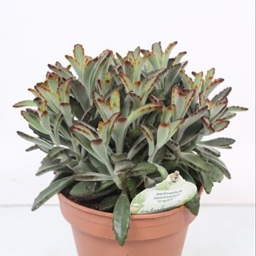 kalanchoe chamirensis guia completa