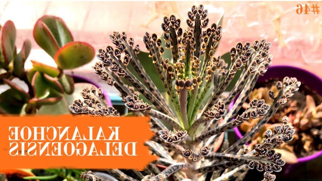 kalanchoe charlottae cuidados y propagacion