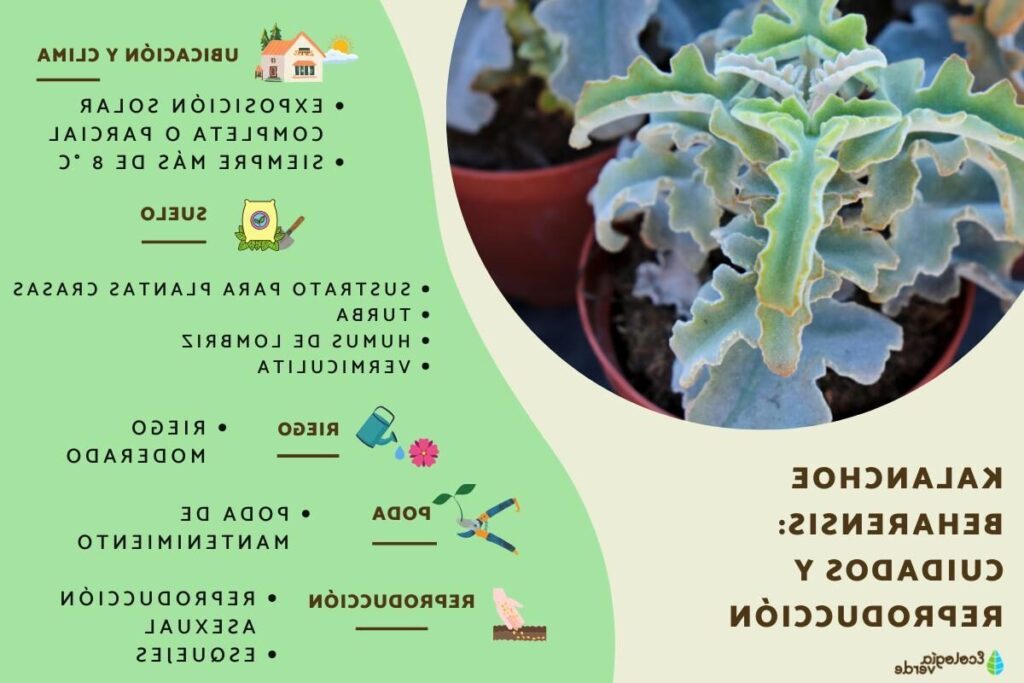 kalanchoe chevalieri guia completa