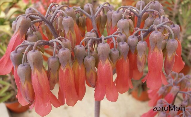 kalanchoe chidanthiifolia guia completa