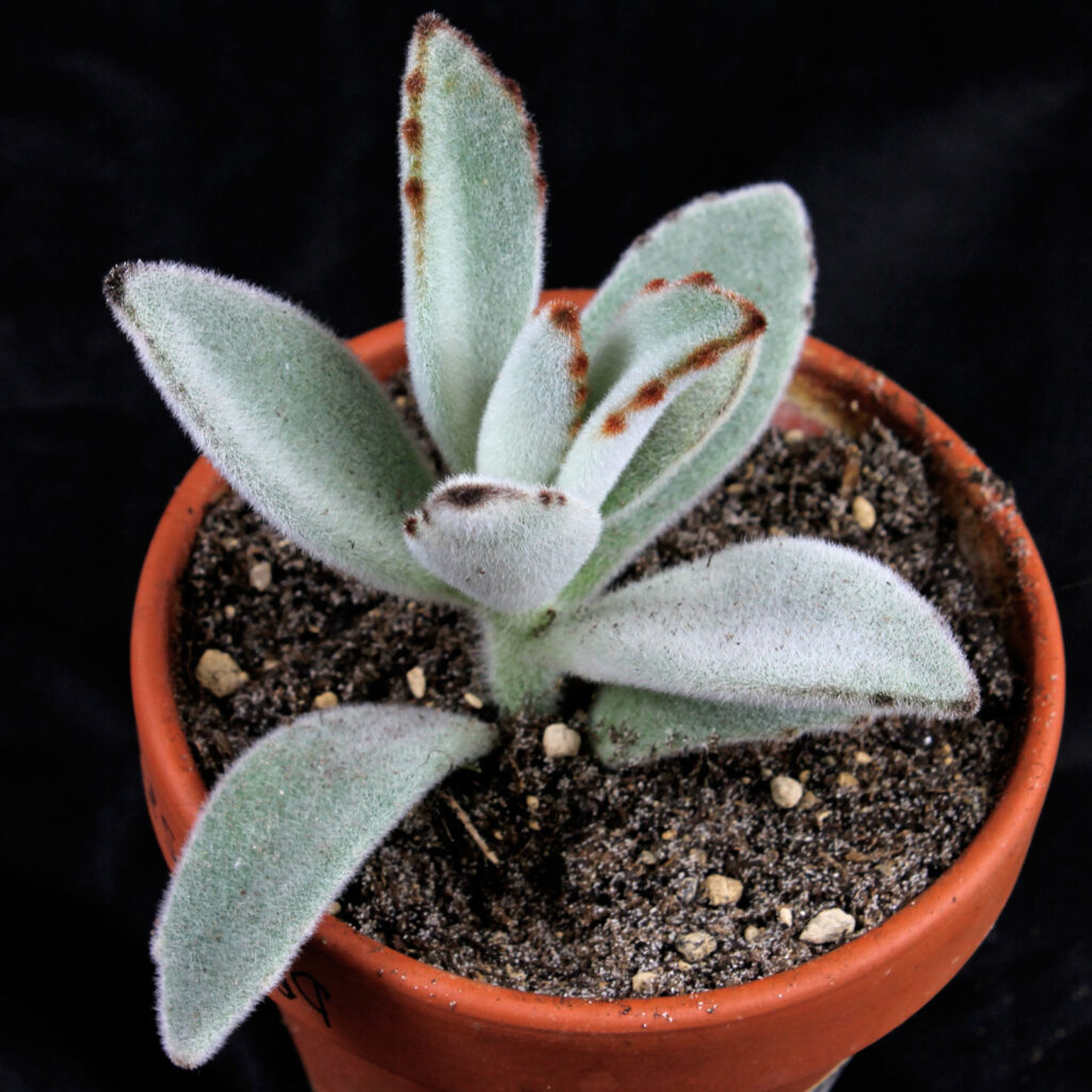 kalanchoe chitundensis guia completa