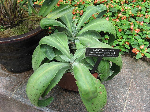 kalanchoe citrinum guia completa