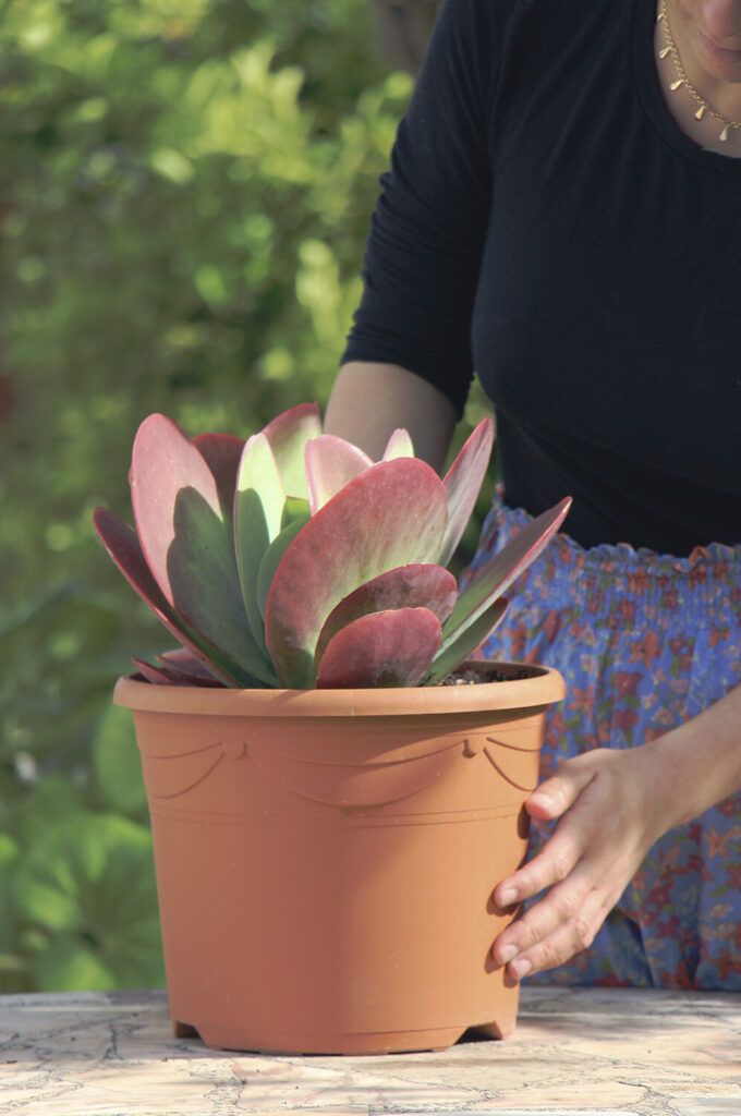 kalanchoe citrofructus cuidados y consejos